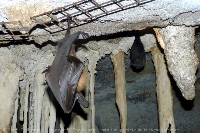 Photo de Chauve-souris