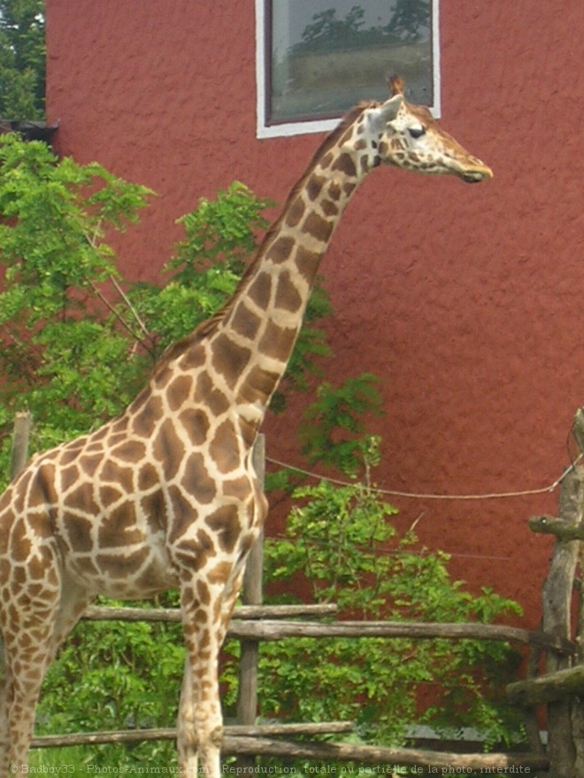 Photo de Girafe