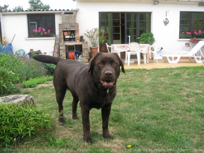 Photo de Labrador retriever