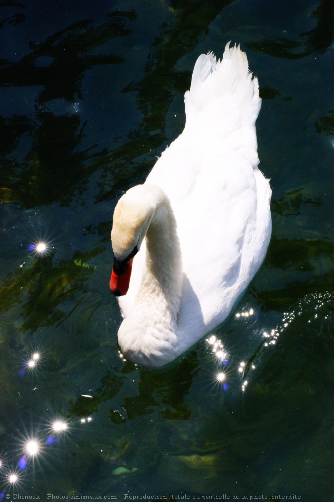 Photo de Cygne