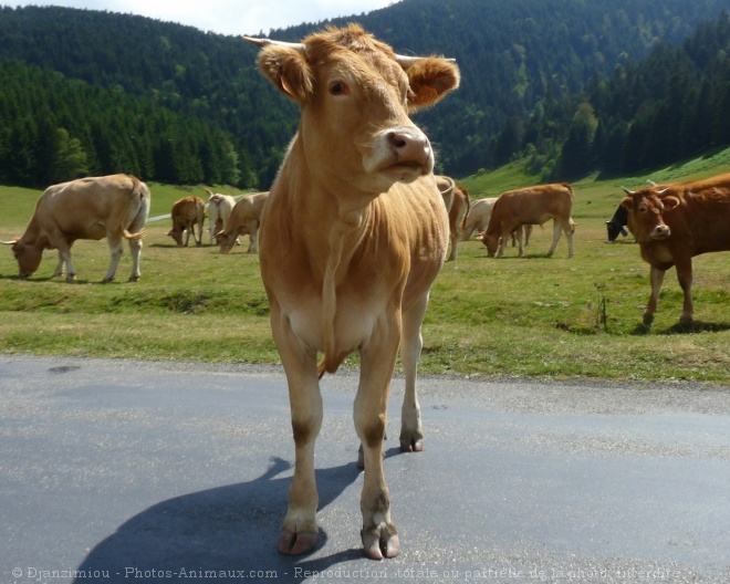 Photo de Vache - blonde d'aquitaine