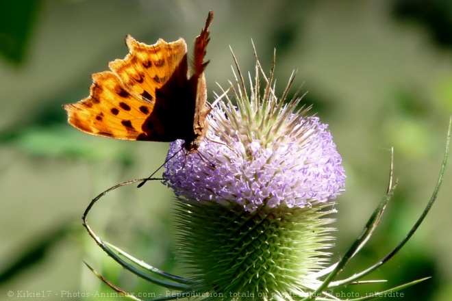 Photo de Papillon