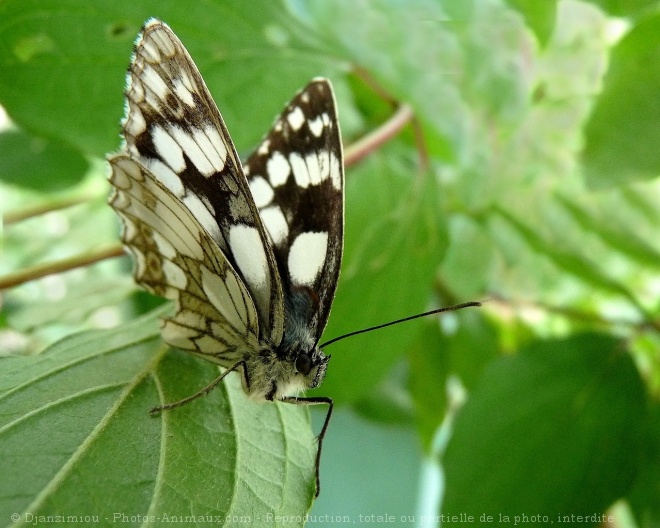 Photo de Papillon - demi deuil