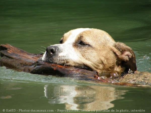 Photo d'American staffordshire terrier