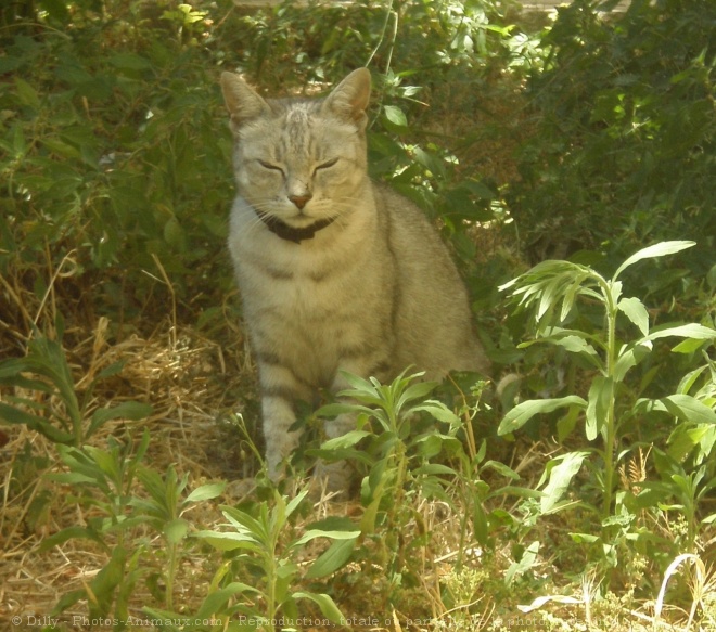 Photo de Chat domestique