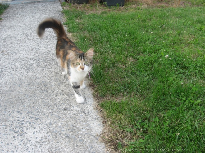 Photo de Chat domestique