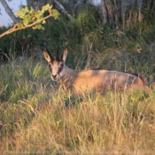 Photo de Chamois