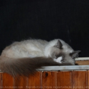 Photo de Ragdoll