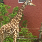 Photo de Girafe