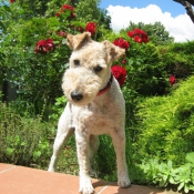 Photo de Fox terrier  poil dur