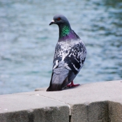 Photo de Pigeon