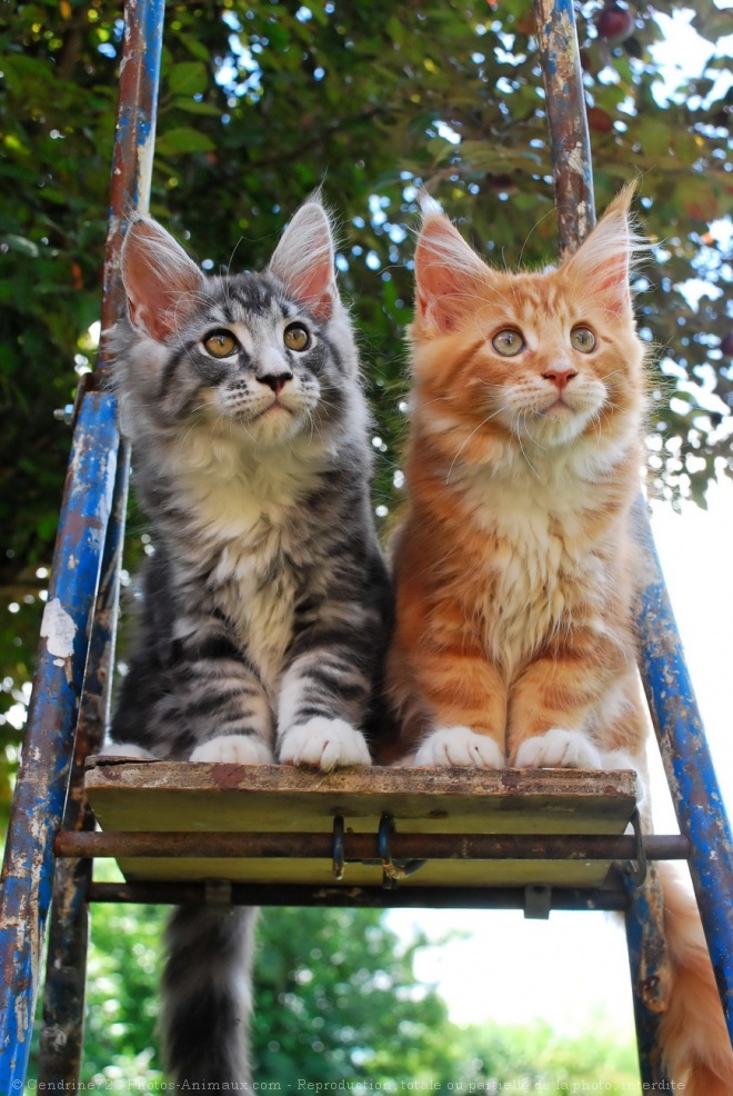 Photo de Maine coon