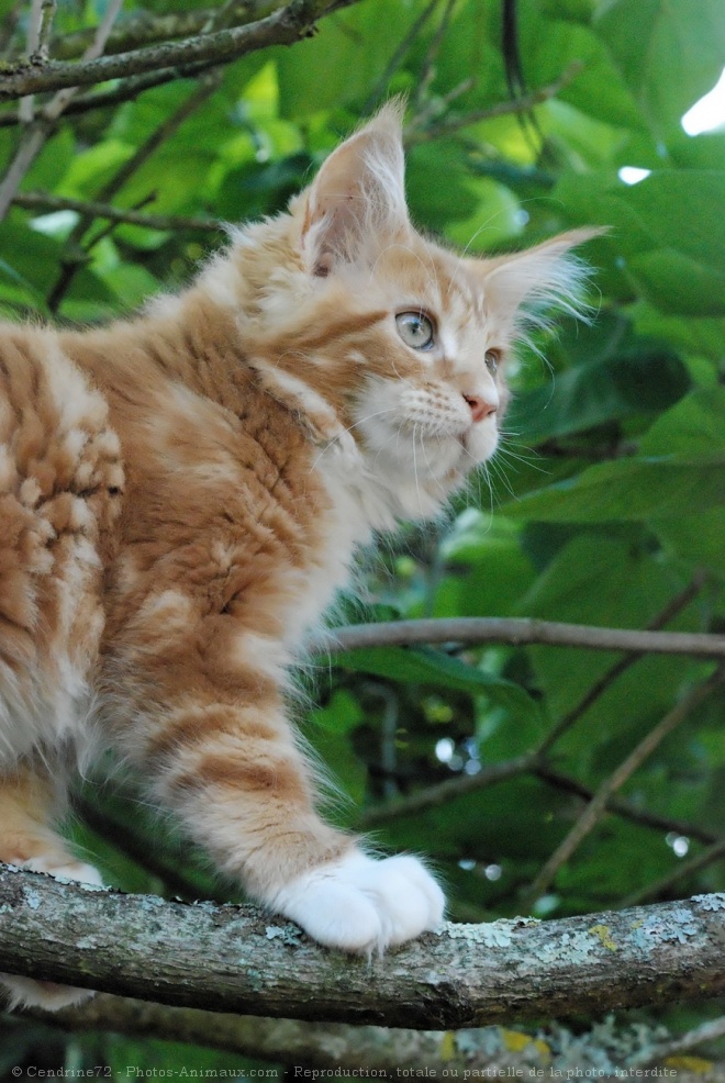 Photo de Maine coon