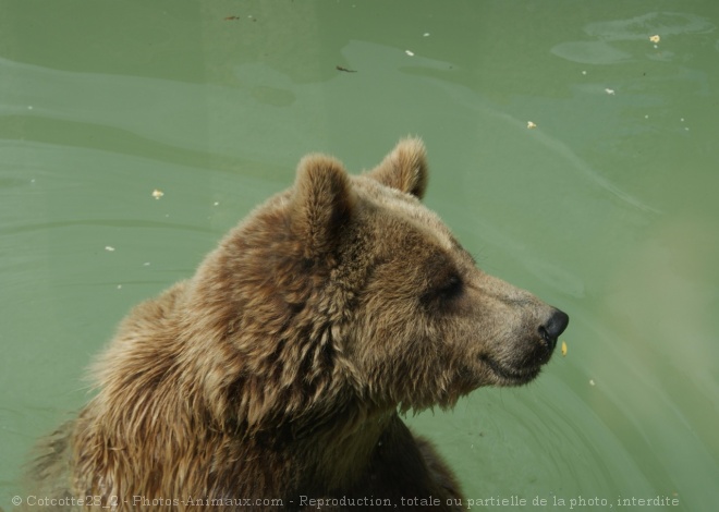 Photo d'Ours