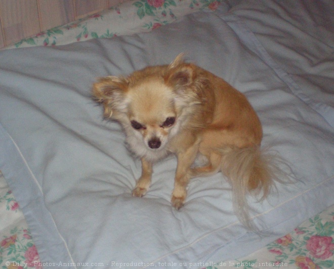 Photo de Chihuahua  poil long