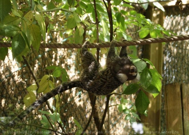 Photo de Singe - ouistiti  toupet blanc