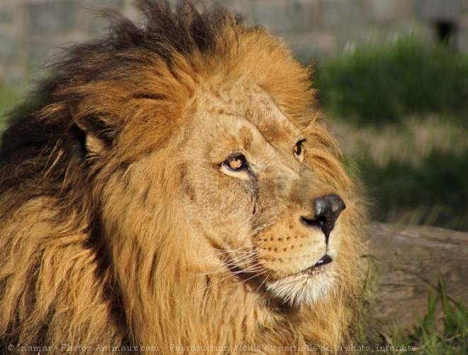 Photo de Lion