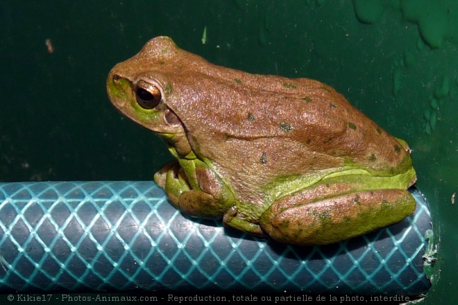 Photo de Grenouille - rainette