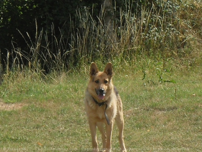 Photo de Berger allemand  poil court