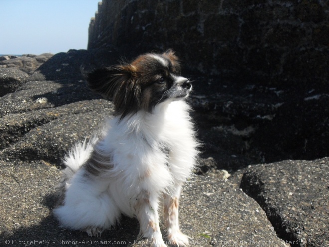 Photo d'Epagneul nain papillon