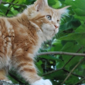 Photo de Maine coon