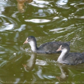 Photo de Foulque macroule