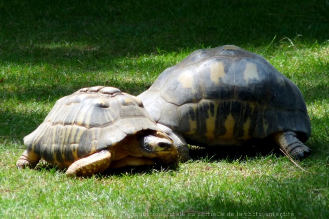 Photo de Tortue