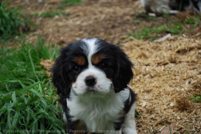 Photo de Cavalier king charles spaniel