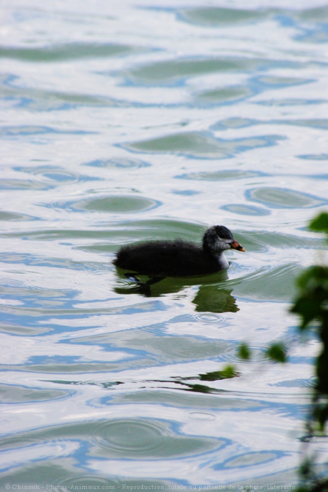 Photo de Poule d'eau