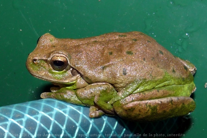 Photo de Grenouille - rainette