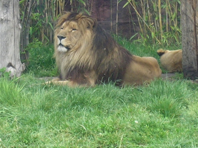 Photo de Lion