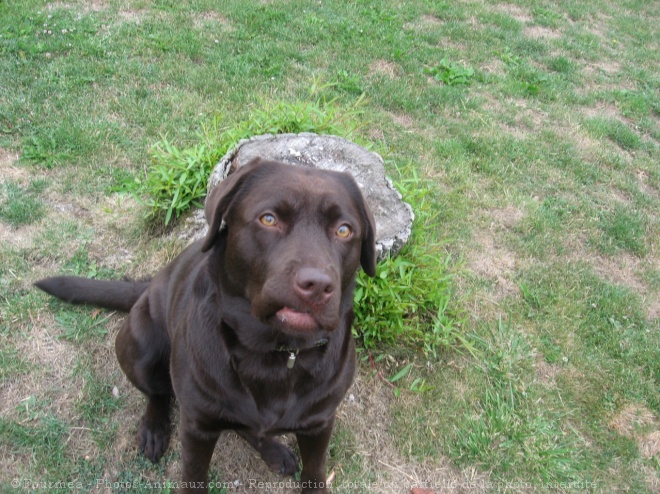 Photo de Labrador retriever