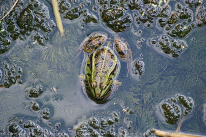 Photo de Grenouille