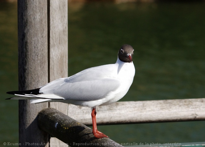 Photo de Mouette