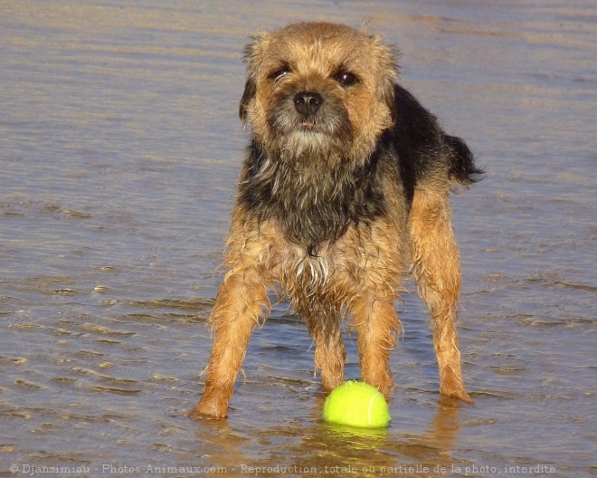 Photo de Border terrier