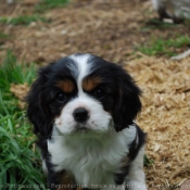 Photo de Cavalier king charles spaniel