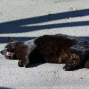 Photo de Chat domestique