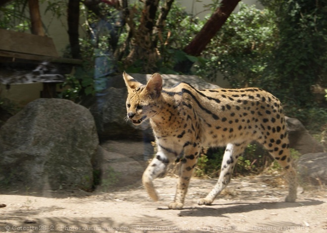 Photo de Serval