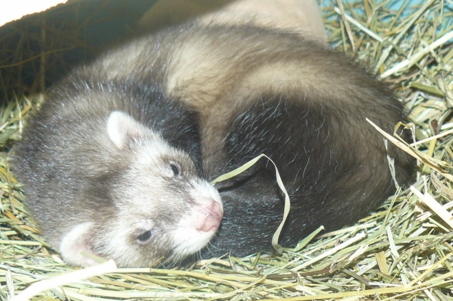 Photo de Furet