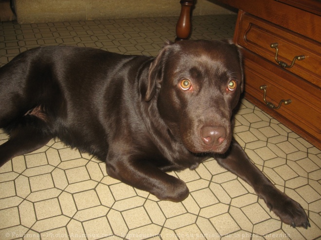 Photo de Labrador retriever