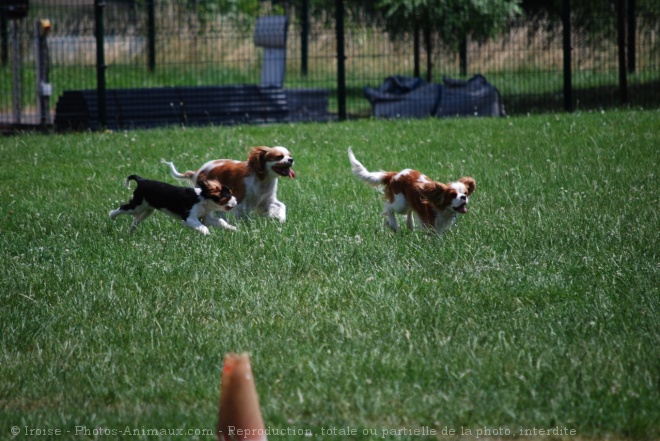 Photo de Cavalier king charles spaniel