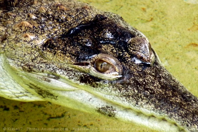 Photo de Crocodile