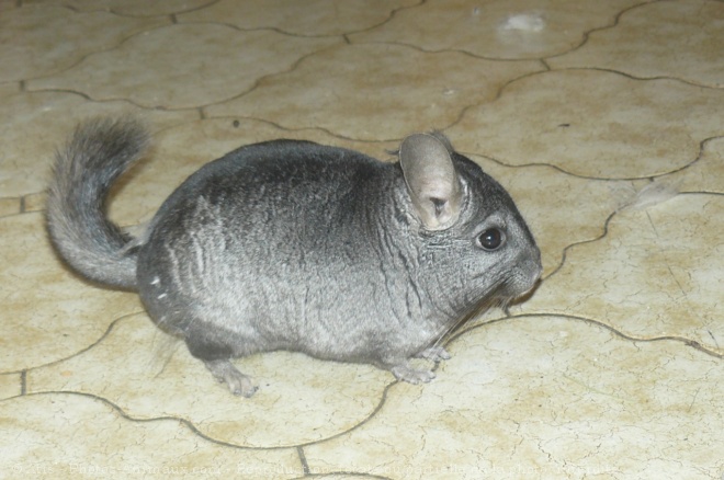 Photo de Chinchilla