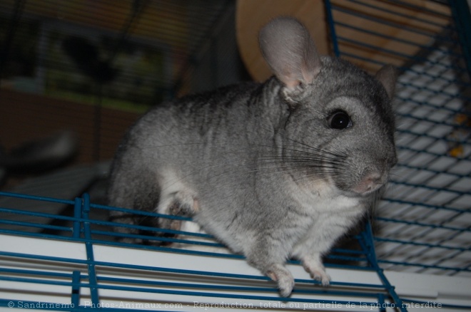 Photo de Chinchilla