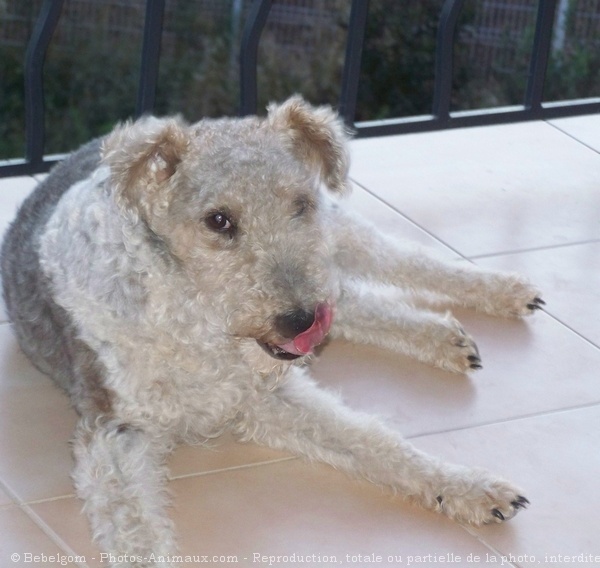 Photo de Fox terrier  poil dur