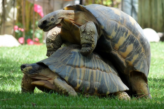 Photo de Tortue