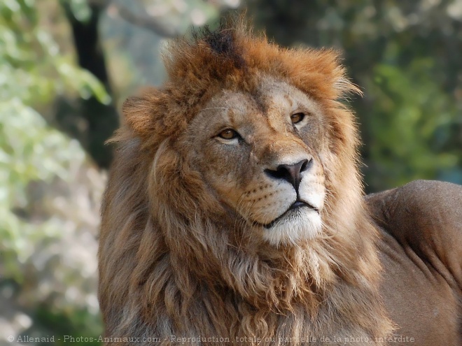 Photo de Lion