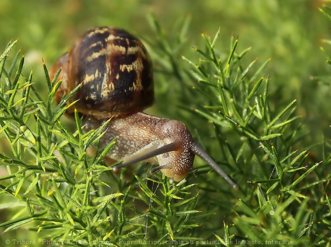 Photo d'Escargot