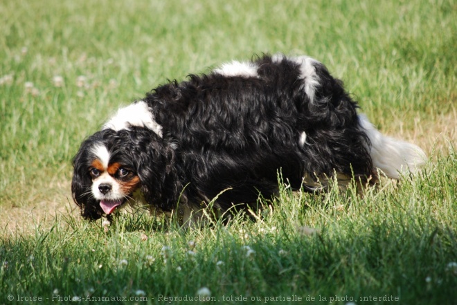 Photo de Cavalier king charles spaniel