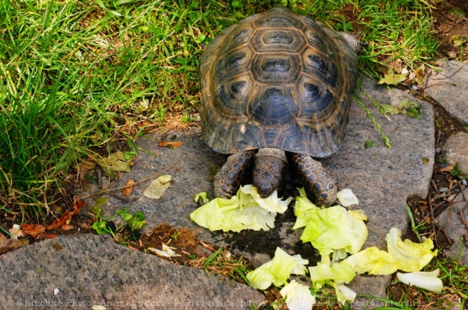 Photo de Tortue